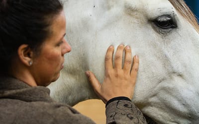 Wellness for your horse (3) – the temporomandibular system